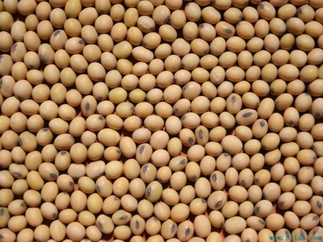 大豆黄豆 黄豆多少钱一斤