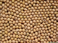 大豆黄豆 黄豆多少钱一斤