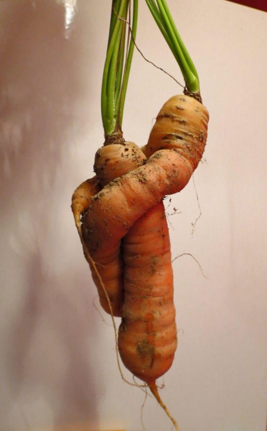 蔬果男妖精 蔬菜植物妖精