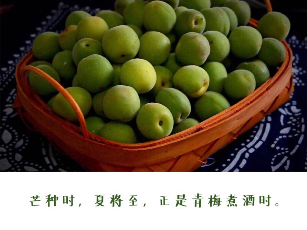 芒种季节的青梅图片 青梅是什么季节的水果