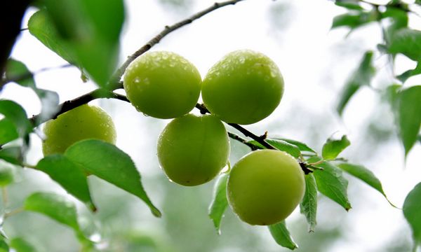 芒种季节的青梅图片 青梅是什么季节的水果