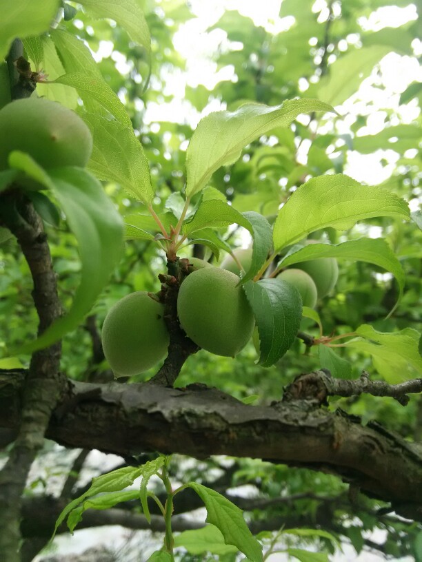 芒种季节的青梅图片 青梅是什么季节的水果